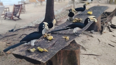 fi_146_ang_thong_national_park