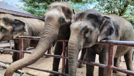 fi_150_elephant_sanctuary