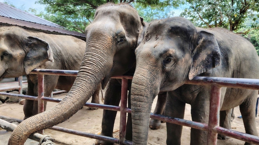 fi_150_elephant_sanctuary