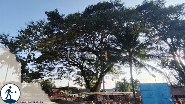 fi_204_random_walk_in_chiang_mai