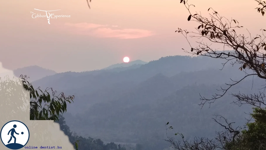 fi_242_gibbon_experience_II