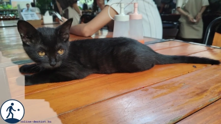fi_272_purr
